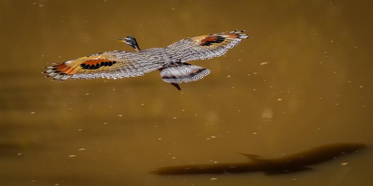 025 Noord Pantanal, zonneral.jpg
